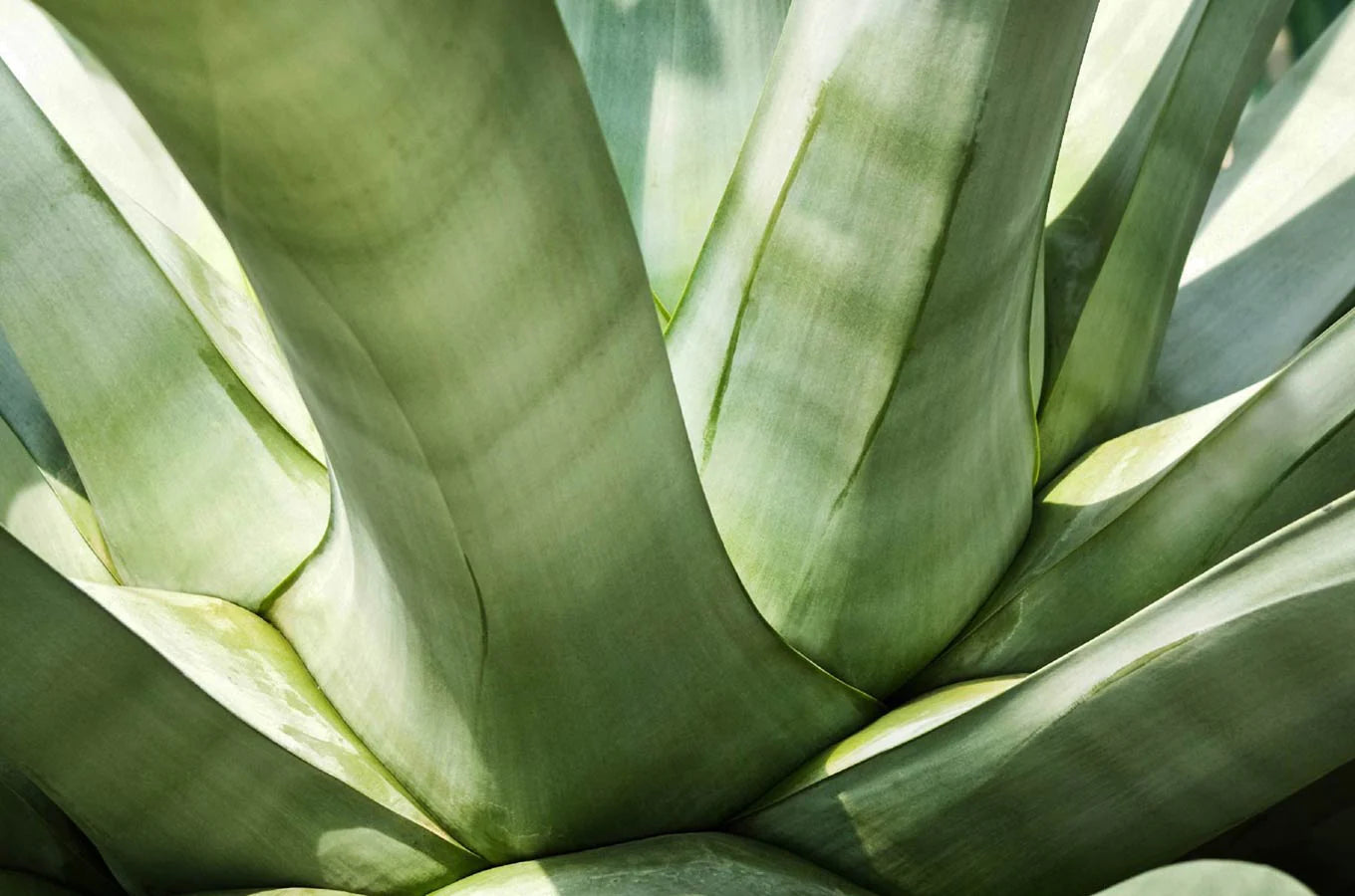rodebjer agave Rodebjer Agave blurry flower – Belloshop