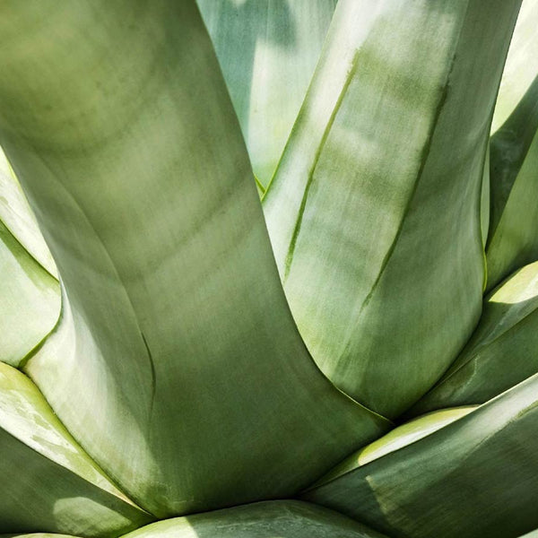 Aloe Barbadensis Leaf Juice (Aloe Vera) | NABAN
